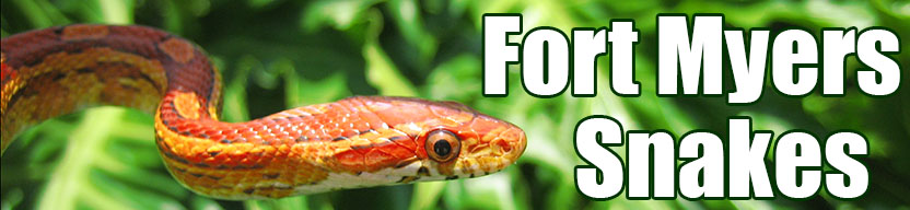 Fort Myers snake